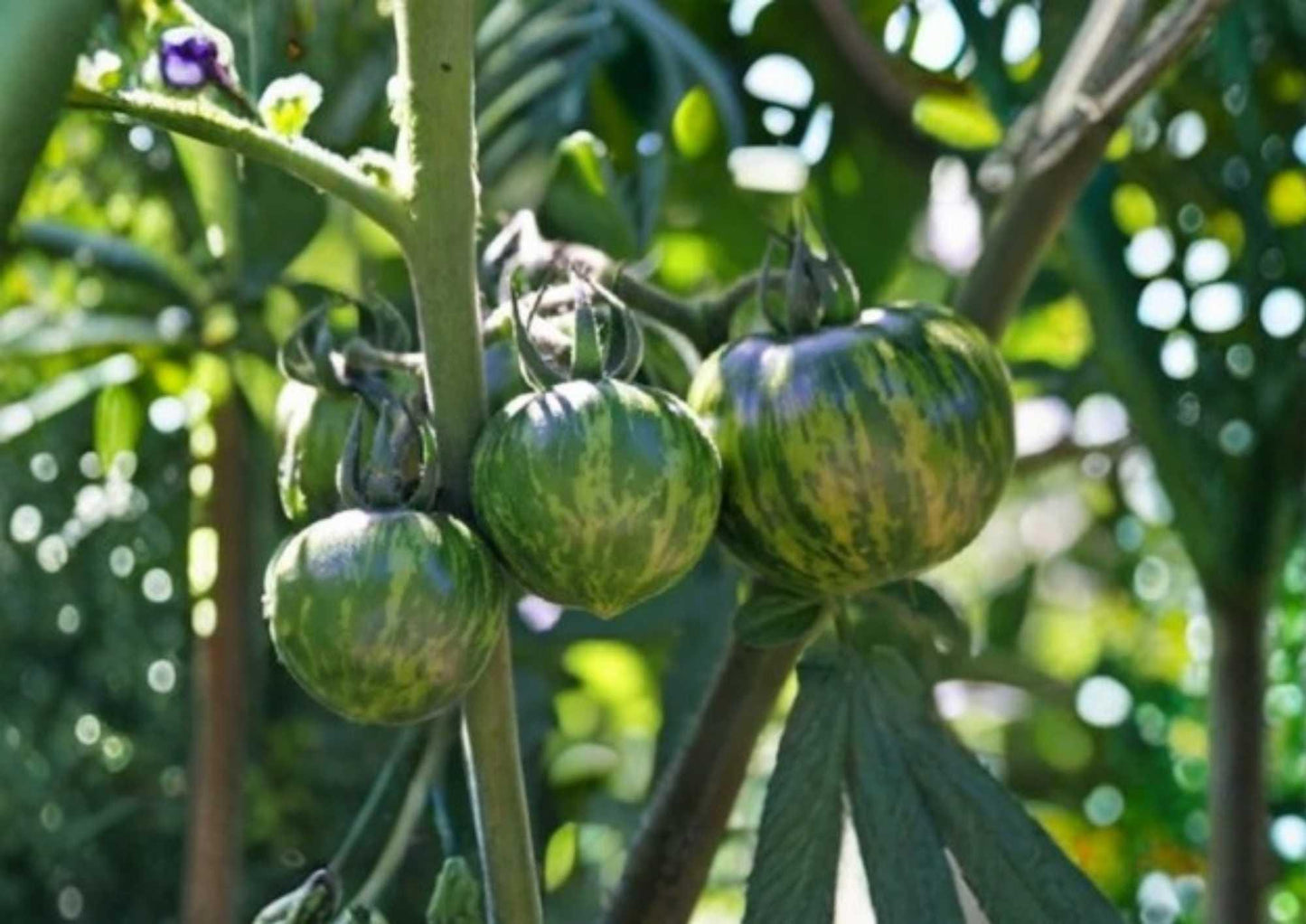 Green Zebra Tomato Seeds - 120+ Heirloom Non-GMO Vegetable Seeds for Garden Planting, Striped Green Tomato (Solanum lycopersicum)
