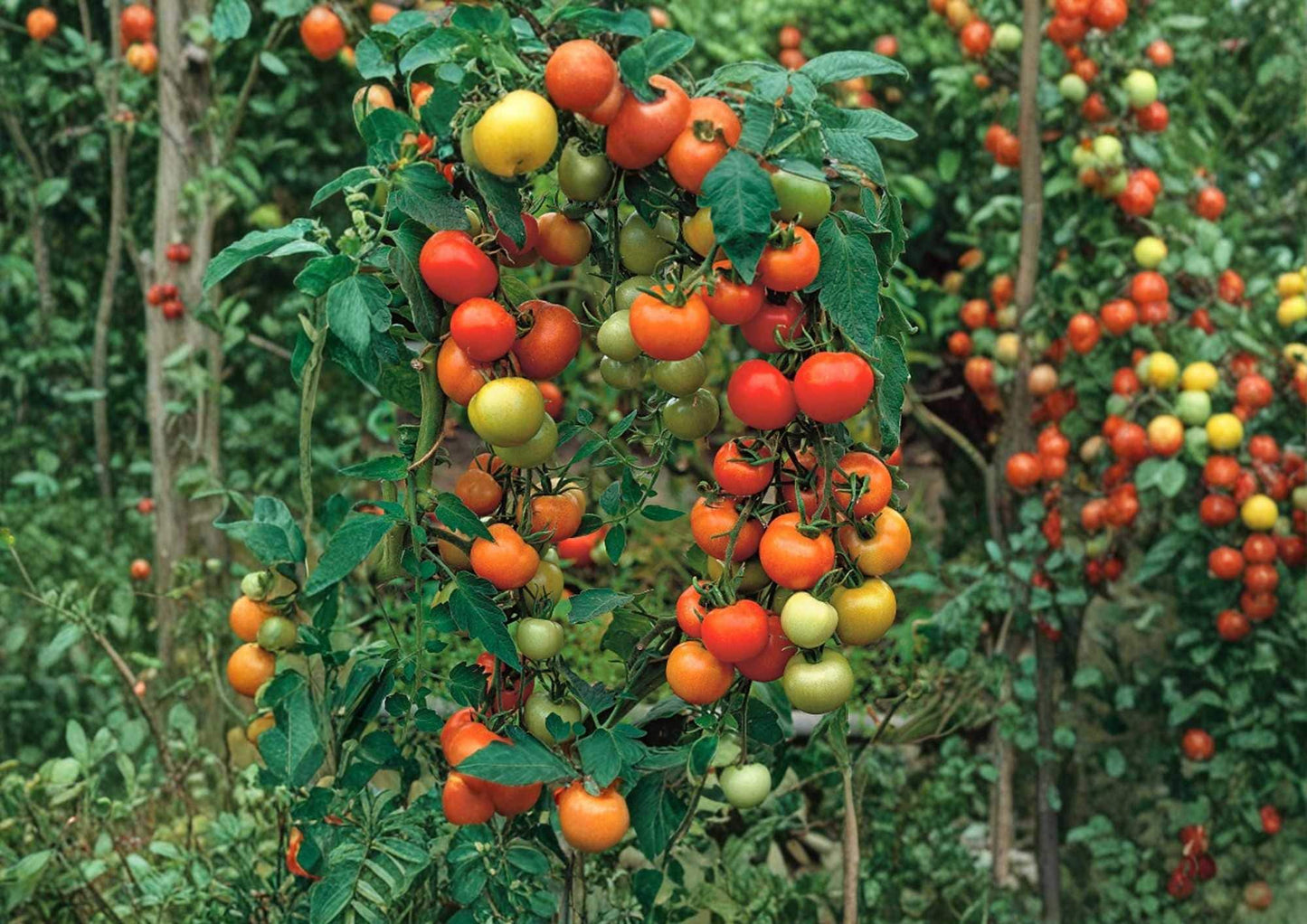 Sweet Pea Currant Tomato Seeds - 120+ Rare Heirloom Seeds for Garden Planting - Tiny Red Tomatoes - High Yield