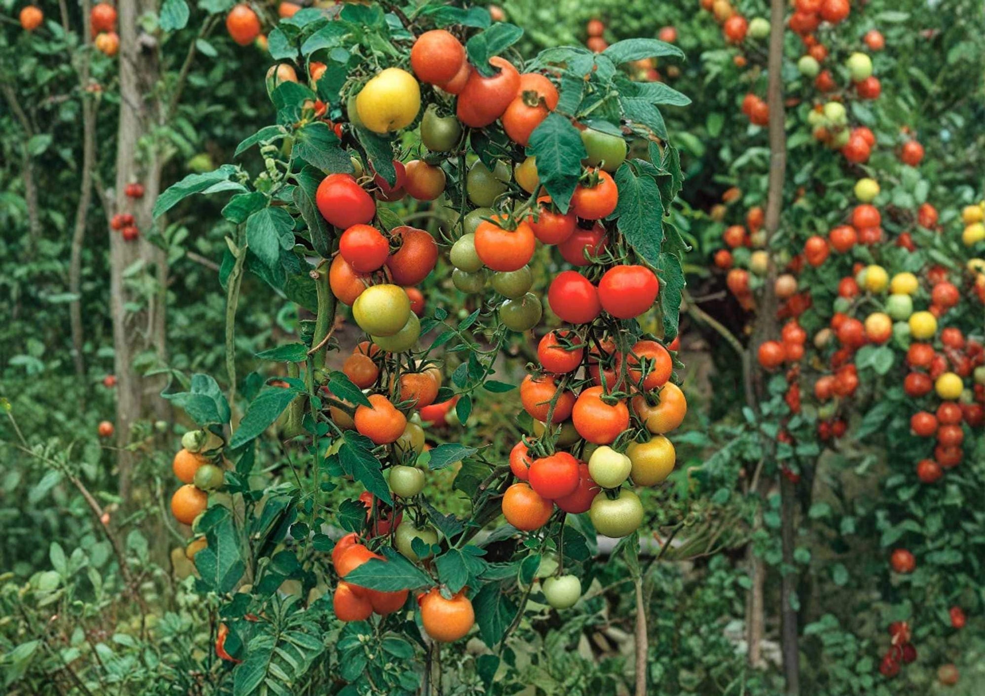 Sweet Pea Currant Tomato Seeds - 120+ Rare Heirloom Seeds for Garden Planting - Tiny Red Tomatoes - High Yield
