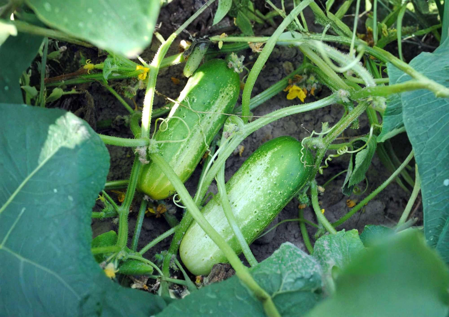 30+ Parisian Gherkin Cucumber Seeds, Heirloom Vegetable Seeds for Garden Planting, Crisp Flavor, High Yield, AAS Winner