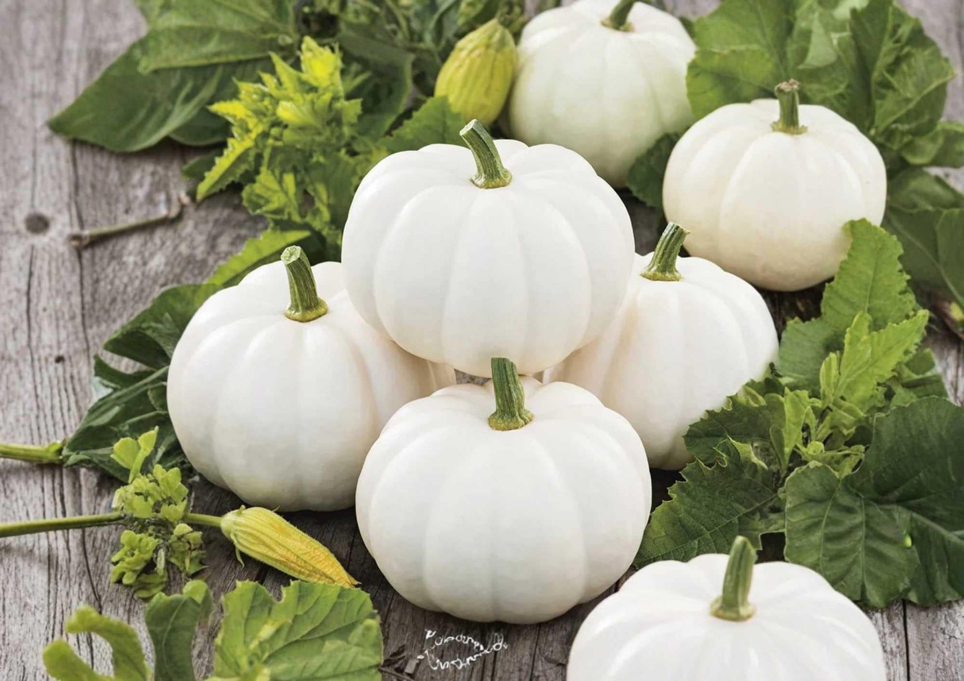 White Queen Pumpkin Seeds - 10 Heirloom Non-GMO Open Pollinated Seeds for Garden Planting - Unique Pale White Decorative Pumpkin
