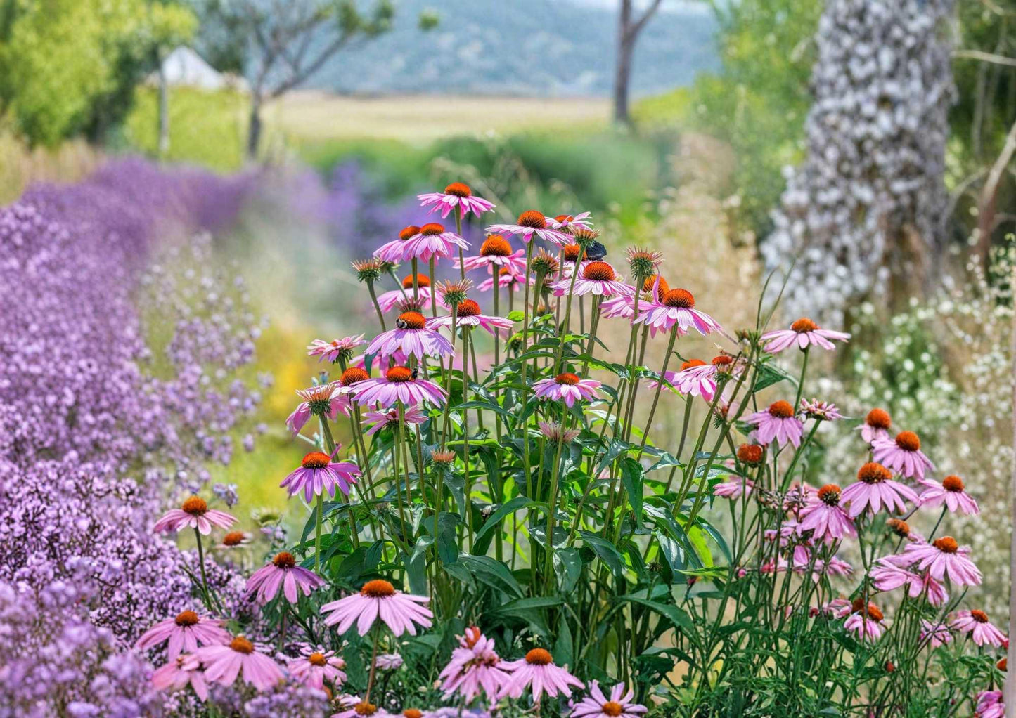 Purple Coneflower Seeds - 300+ Echinacea Perennial Wildflower Seeds, Pollinator Friendly, Medicinal, Drought Tolerant, New Harvest