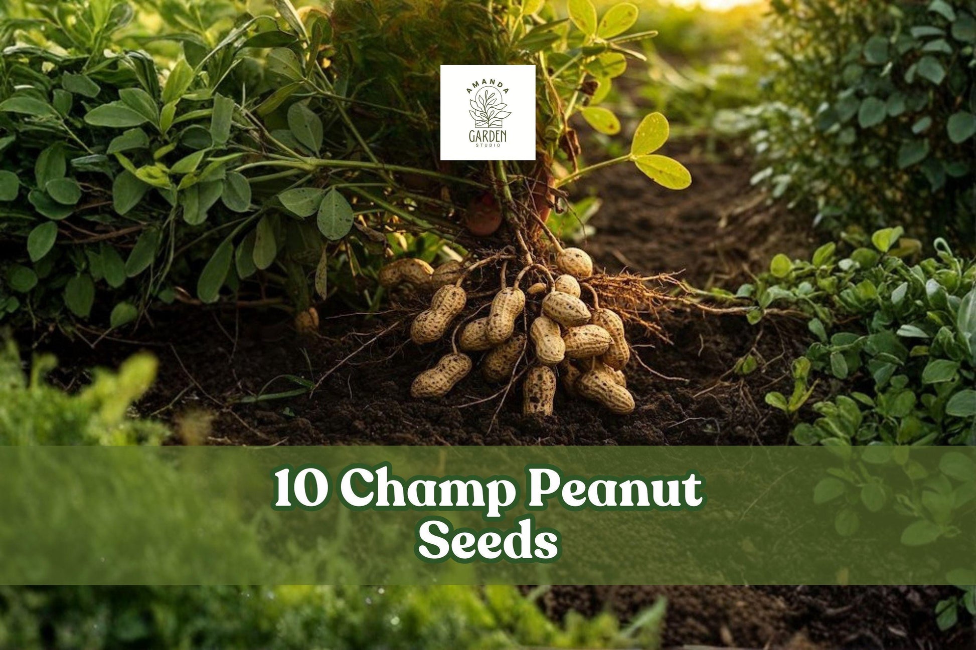 Champ Peanut Seeds - 10 Shells Arachis hypogaea - Early-Maturing Garden Crop for Warm Seasons, Easy to Grow