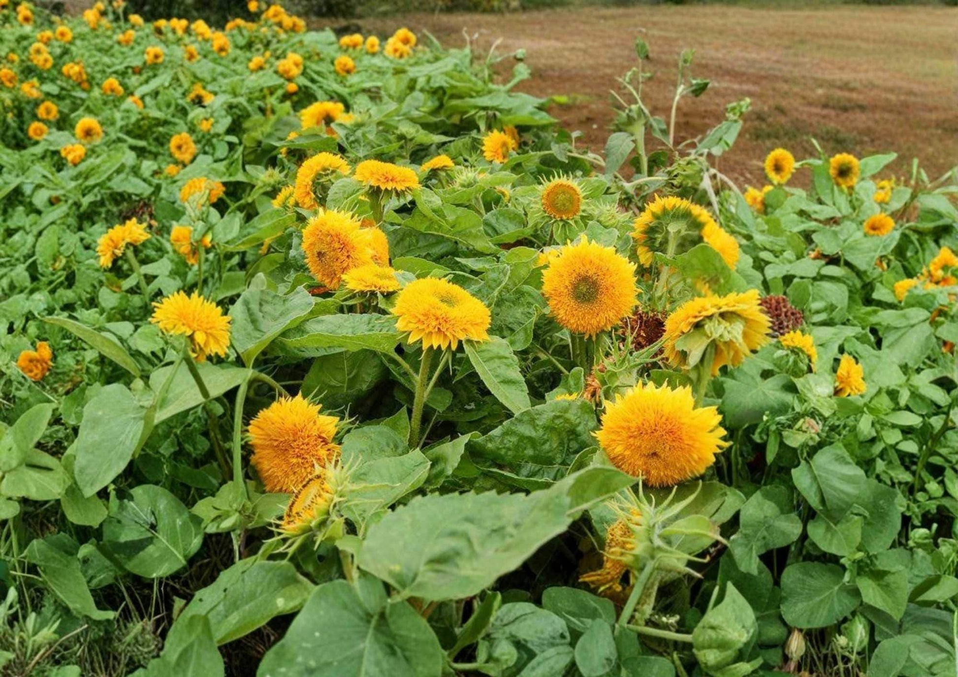 Double Sunflower Seeds - 50+ Rare Large Double Bloom Seeds for Garden Planting - Unique Layered Petals, Bold Color