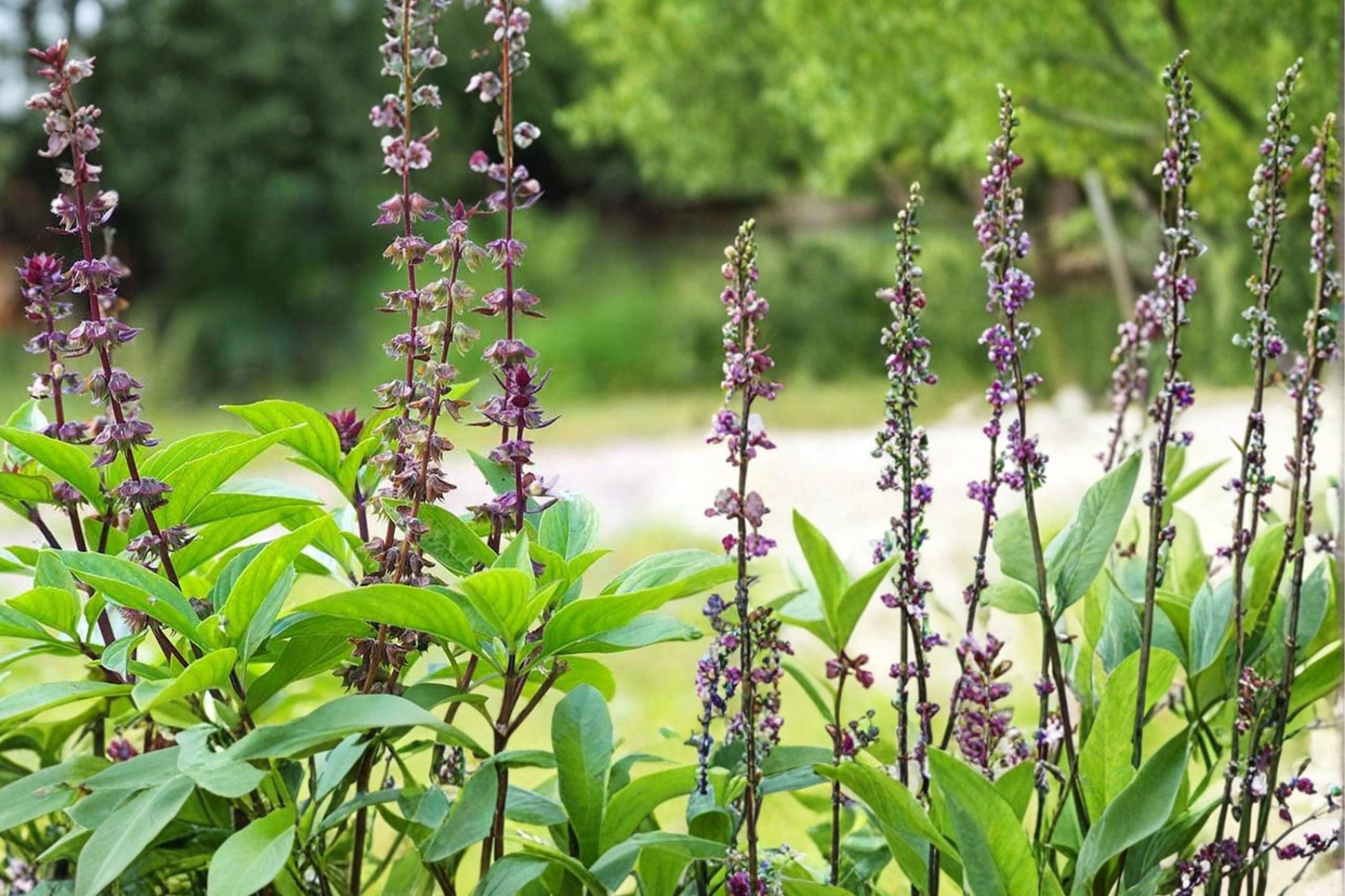 Thai Basil Seeds - 75 Count - Aromatic Herb - Ocimum basilicum - Green Leaves with Purple Stems for Culinary & Garden Use
