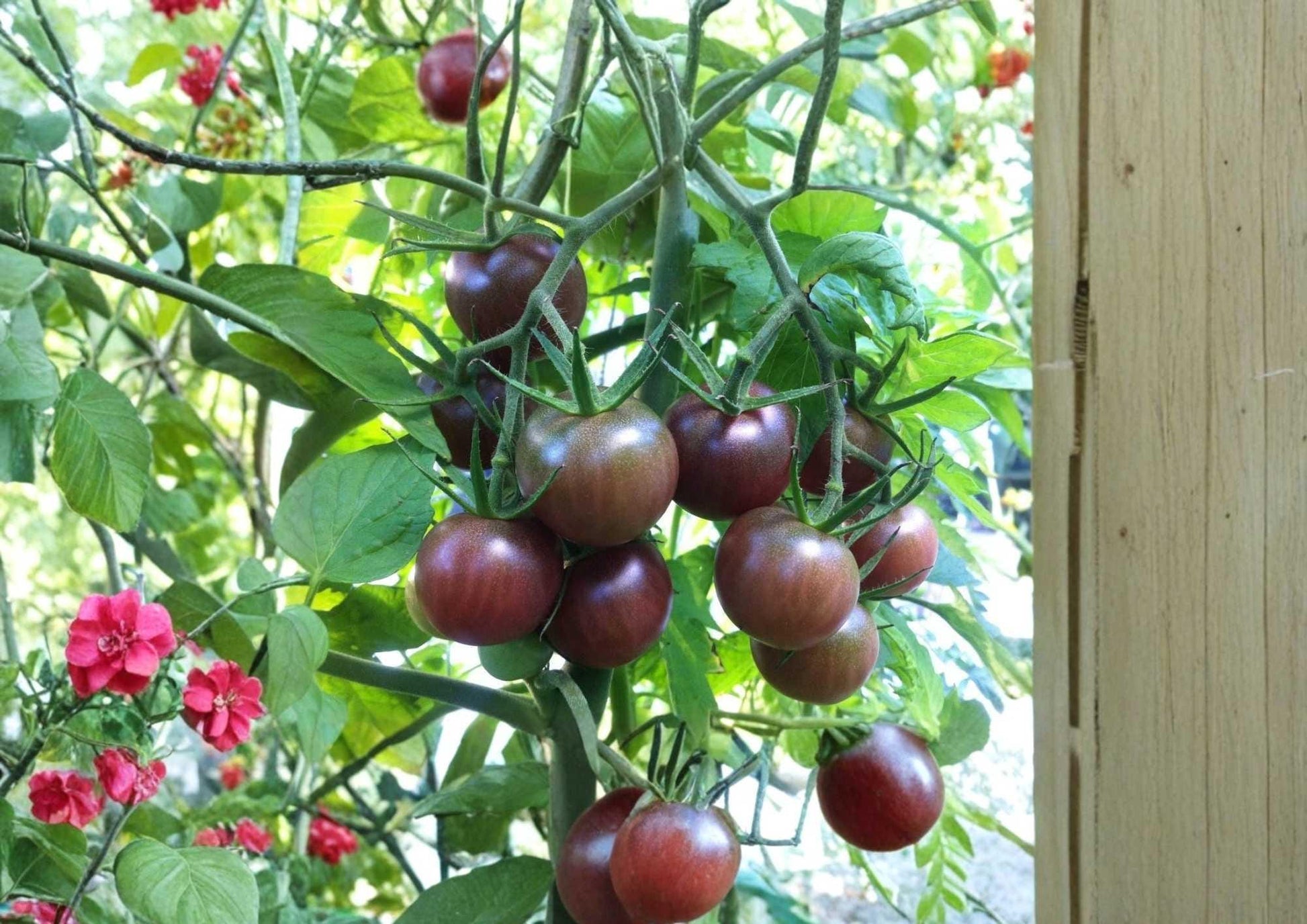 Chocolate Cherry Tomato Seeds - 30+ Heirloom Rare Sweet Vegetable Seeds for Garden Planting - Solanum lycopersicum