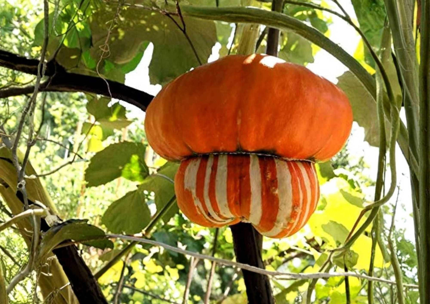 Turks Turban Pumpkin Seeds - 10 Heirloom Non-GMO Rare Gourd Seeds for Garden Planting - Colorful Ornamental Pumpkin