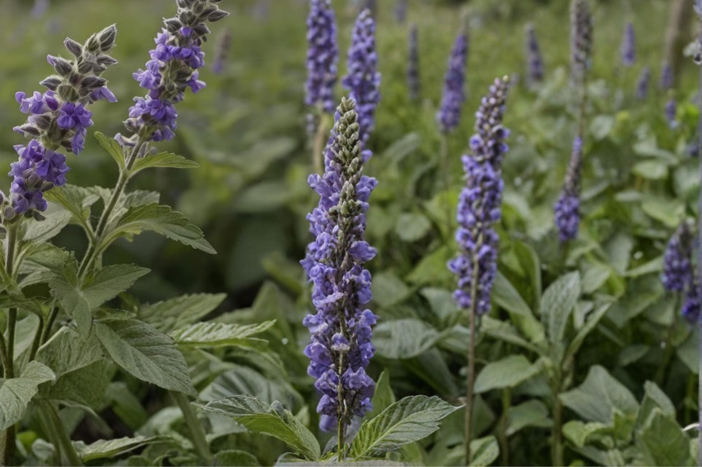 Catnip Seeds - 100 Count - Nepeta cataria - Aromatic Herb with White to Pale Lavender Flowers for Herb Gardens and Borders