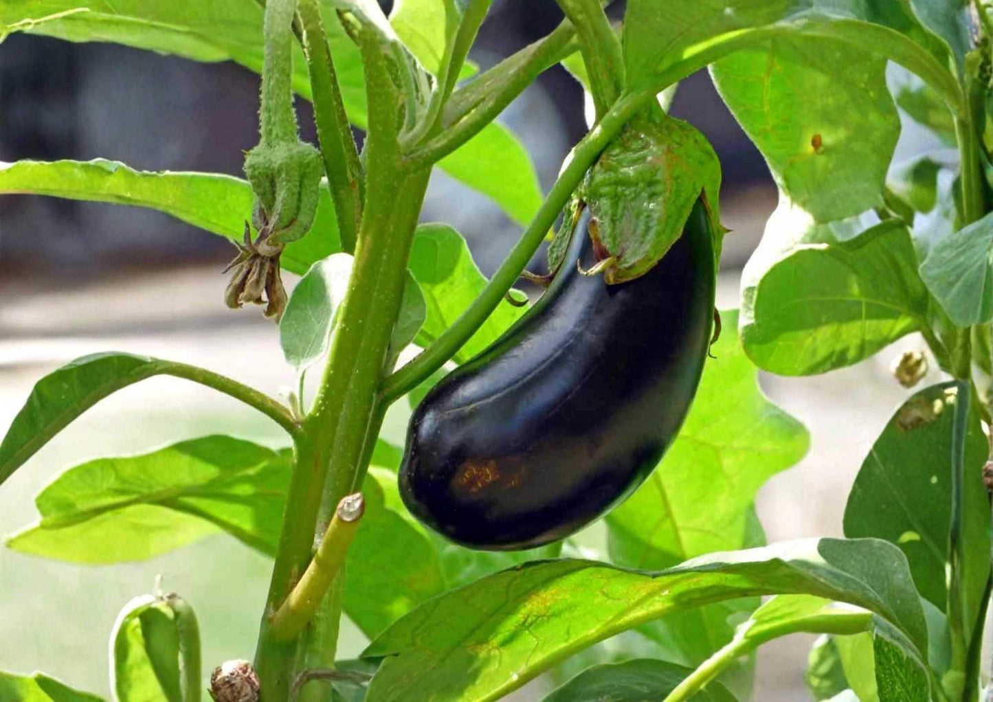 Black Beauty Eggplant Seeds - 300+ Heirloom Organic Non-GMO Vegetable Seeds for Garden Planting (Solanum melongena)