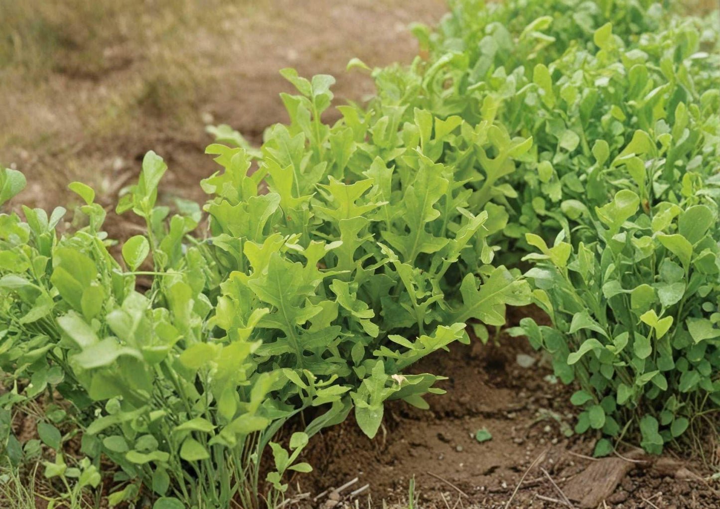 Astro Arugula Seeds - 500+ Heirloom Organic Non-GMO Herb Seeds for Garden Planting - Fast Growing Peppery Salad Greens
