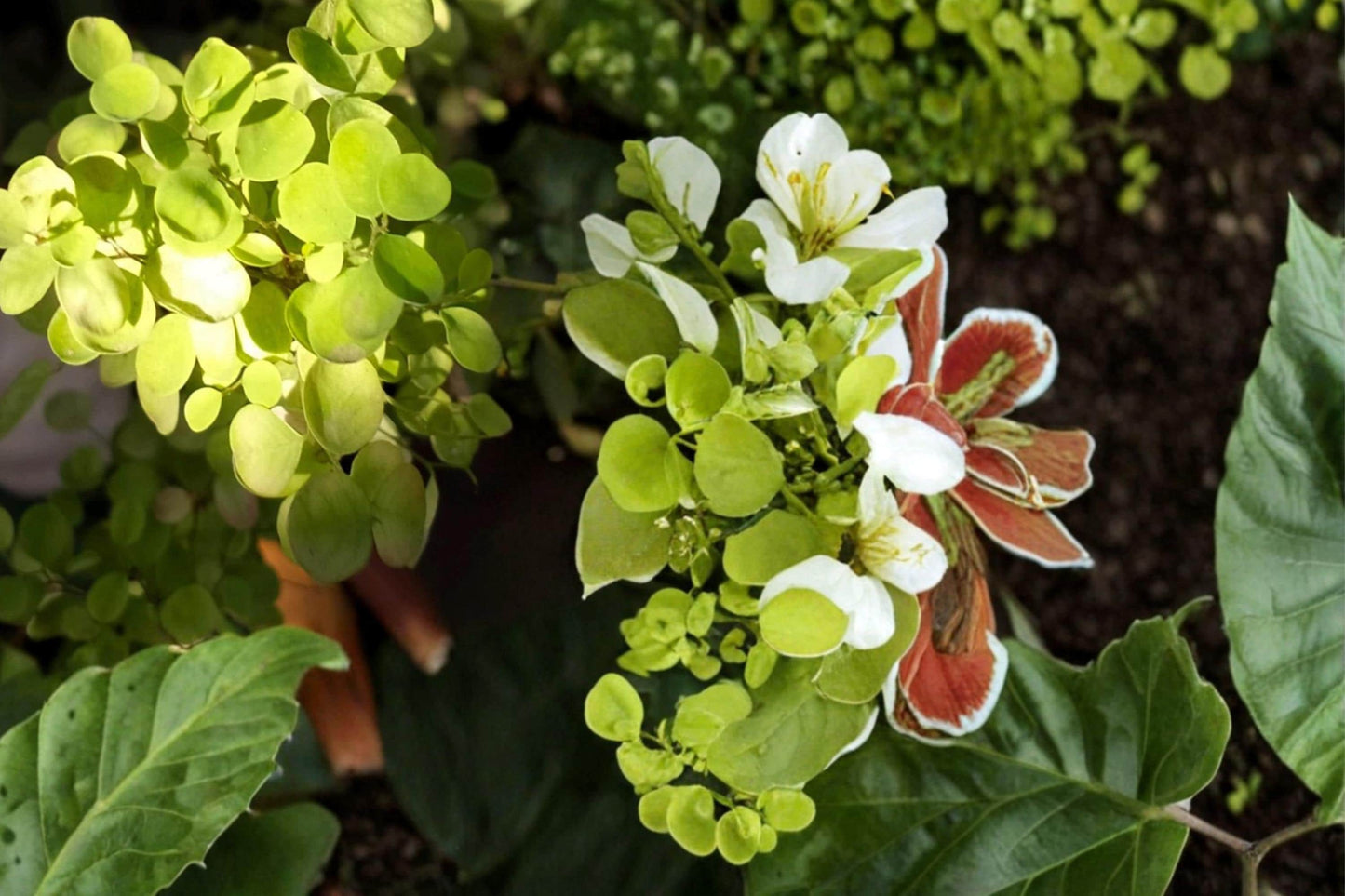 Pepper Cress Seeds 75 Count - Lepidium sativum - Fast-Growing Culinary Herb with Peppery Flavor for Garden or Containers