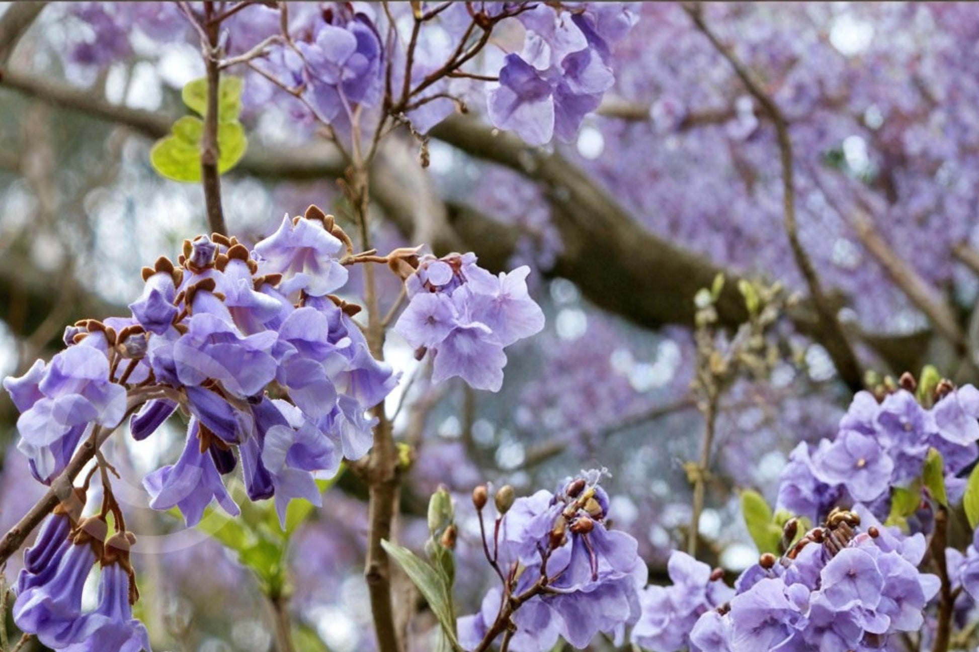 Empress Tree Seeds - 100 Count - Fast-Growing Deciduous Tree with Lavender-Purple Flowers - Paulownia tomentosa
