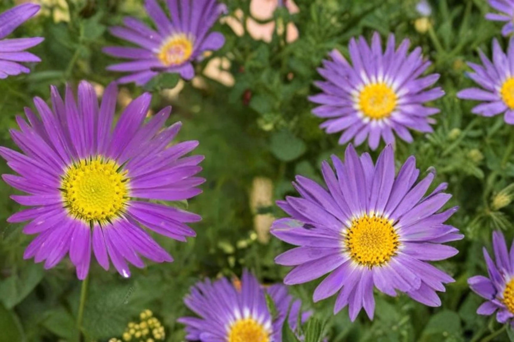 100 Seeds Tahoka Daisy Machaeranthera tanacetifolia Lavender Purple Wildflower Annual Herbaceous Prairie Plant