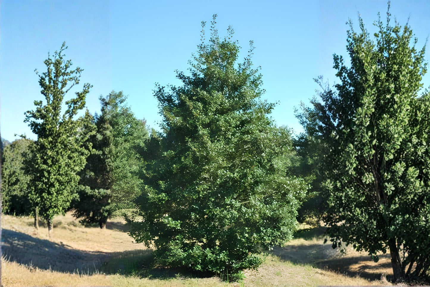 American Holly Seeds (10) | Ilex opaca | Evergreen Tree with Red Berries | Ideal for Holiday Décor & Wildlife Gardens