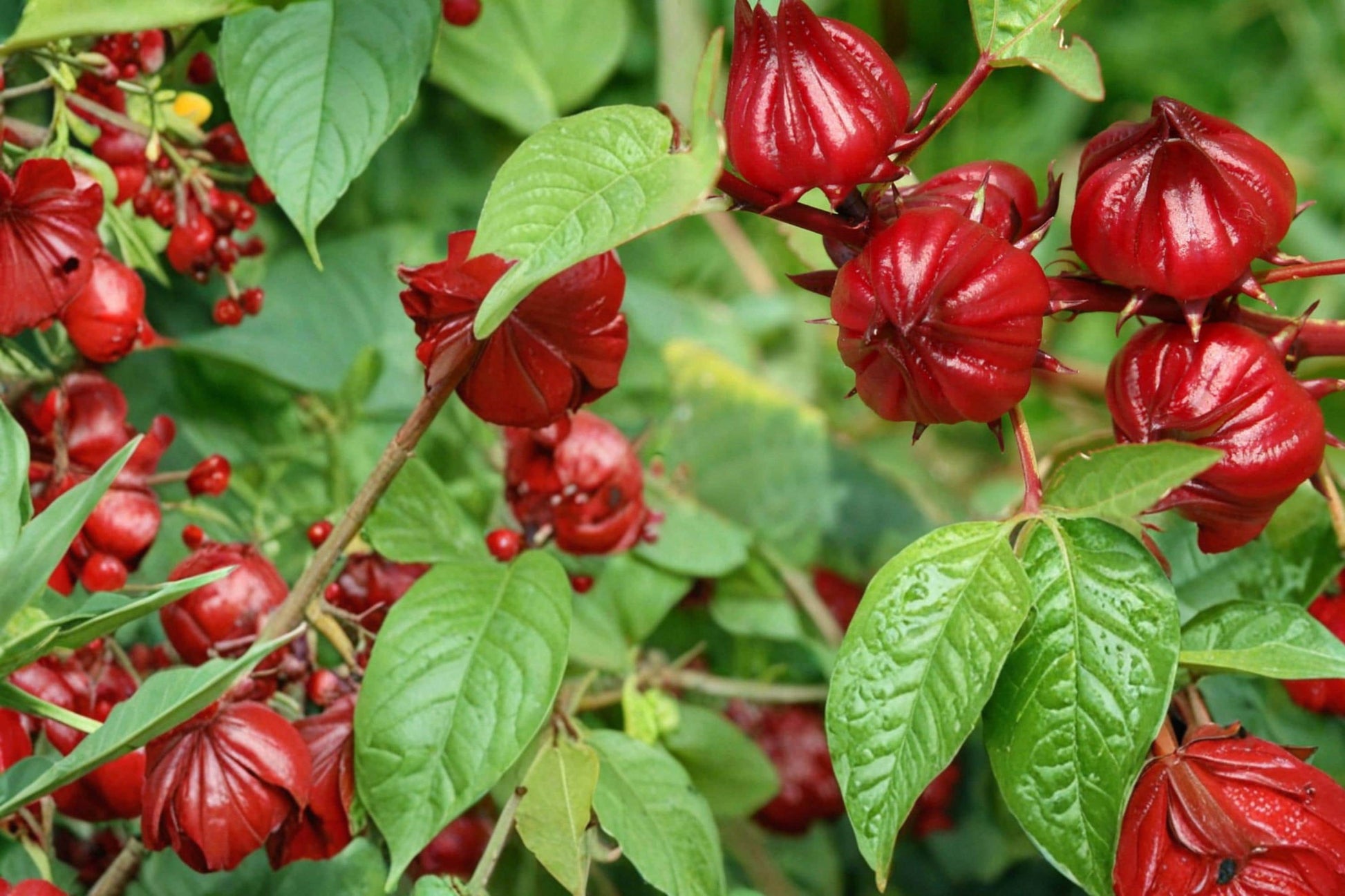 Roselle Seeds - 10 Hibiscus sabdariffa Seeds - Edible Tropical Plant with Red Calyces for Warm Climate Gardens