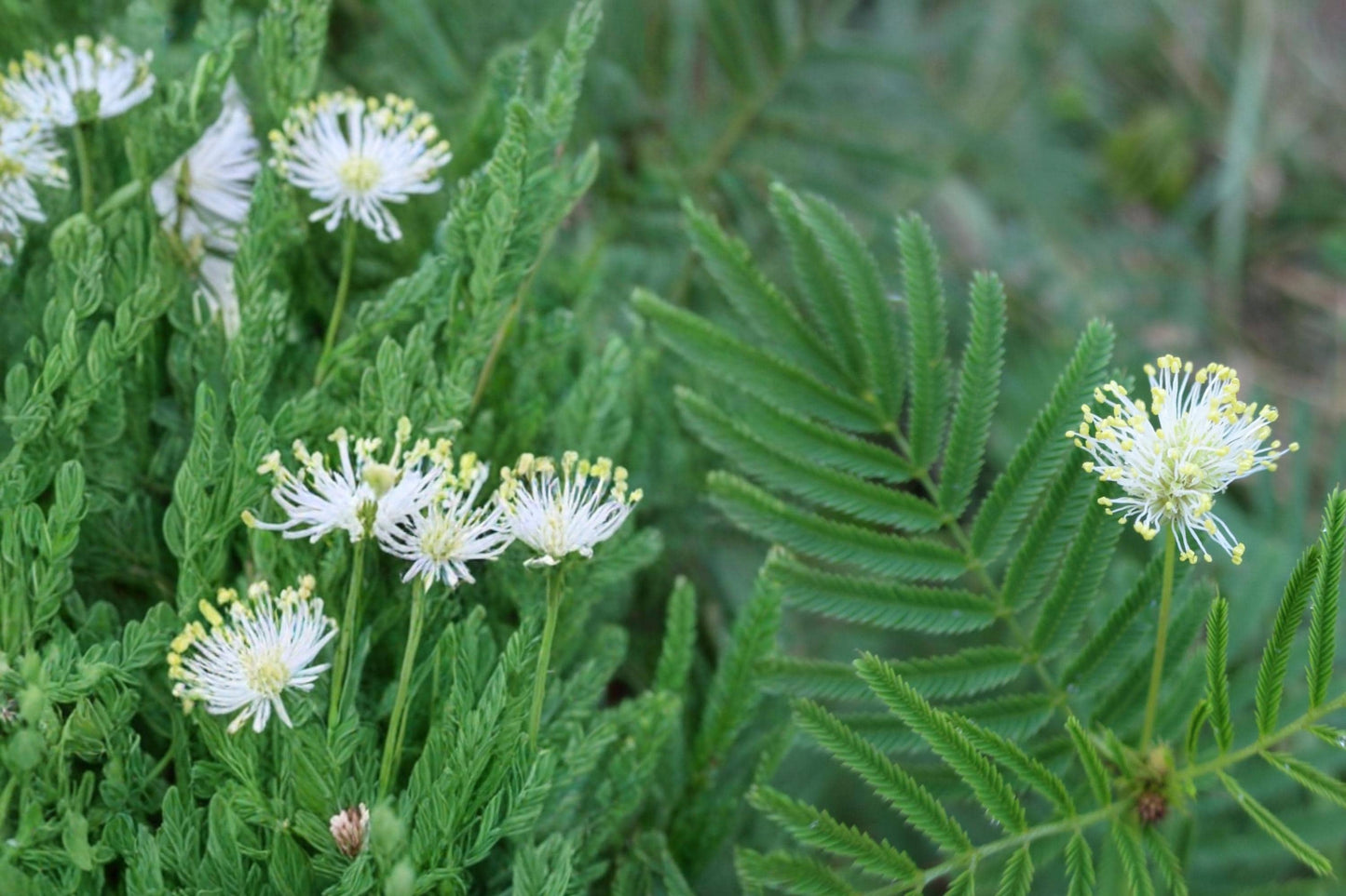 Illinois Bundleflower Seeds - 50 Pack - Desmanthus illinoensis - Native Perennial Legume with White Flowers for Prairies & Meadows