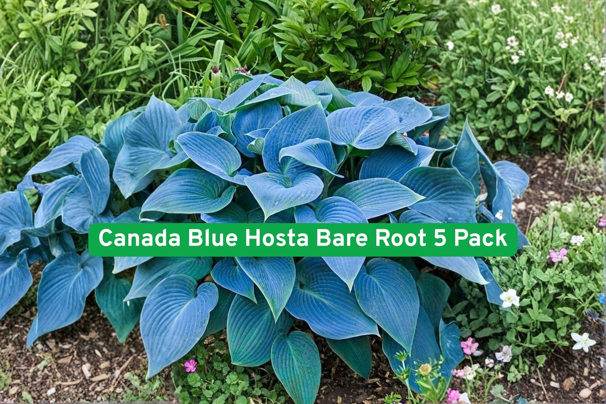 Canada Blue Hosta Bare Root 5 Pack - Hosta spp. - Blue-Green Foliage, Lavender Flowers - Hardy Perennial for Shade Gardens