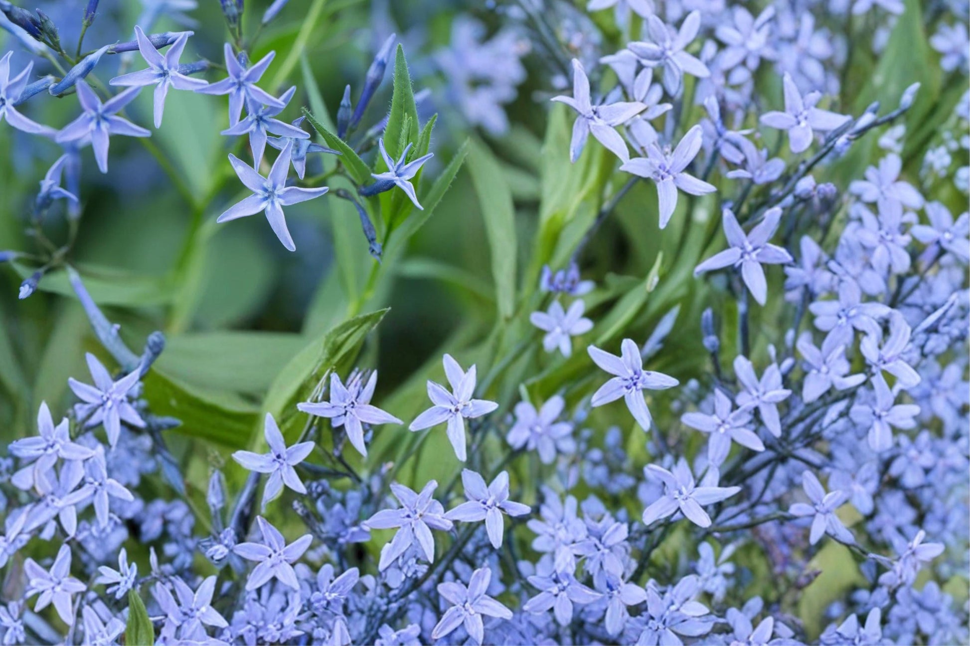Ozark Bluestar Seeds - 10 Count - Soft Blue Wildflower - Amsonia illustris - Herbaceous Perennial for Garden Borders and Meadows
