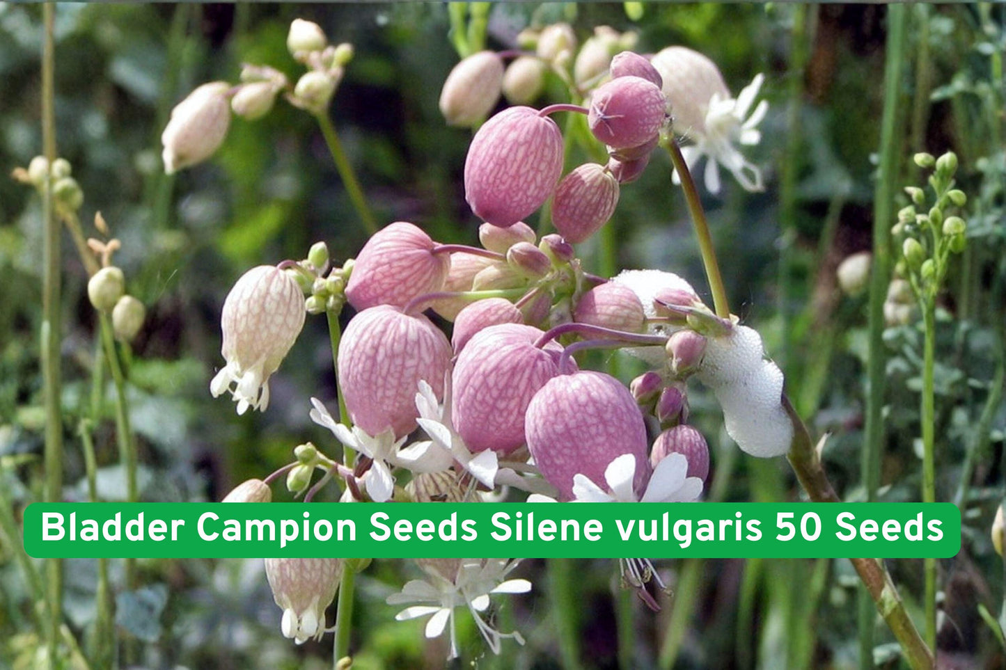 Bladder Campion Seeds - 50 Seeds Silene vulgaris - Unique White Flowering Perennial for Wildflower & Cottage Gardens