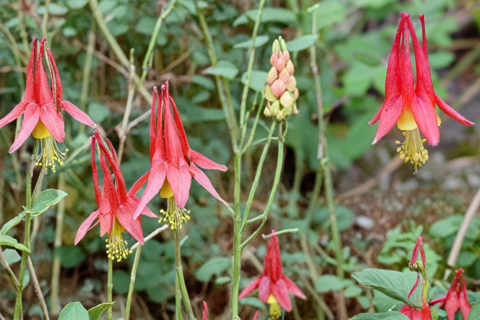 Red Columbine Seeds - 100 Count - Aquilegia canadensis - Native Perennial with Red and Yellow Flowers - Woodland Plant