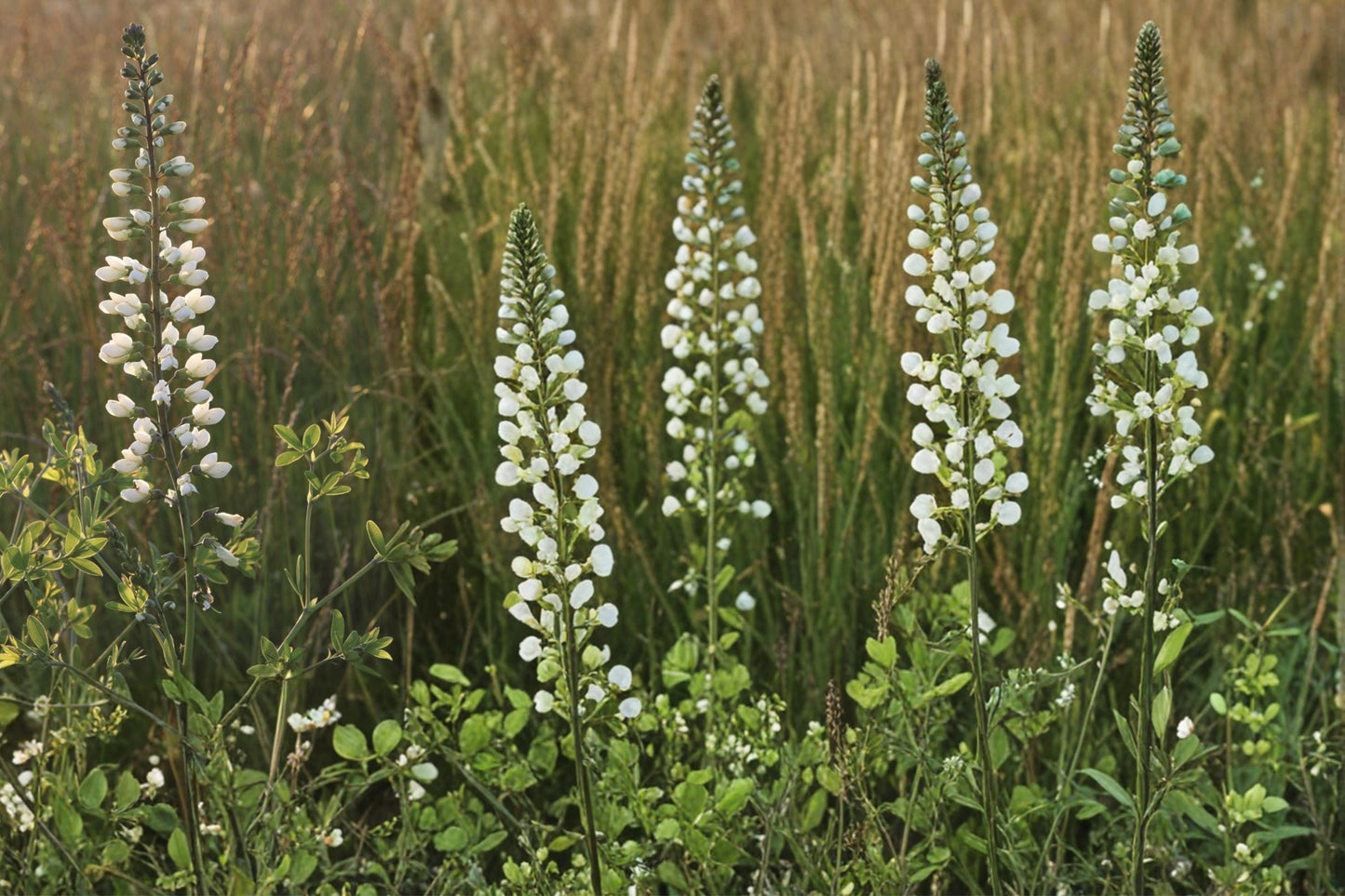 White Wild Indigo Seeds - 15 Baptisia alba - Herbaceous Perennial with White Flowers & Blue-Green Foliage for Prairie Gardens