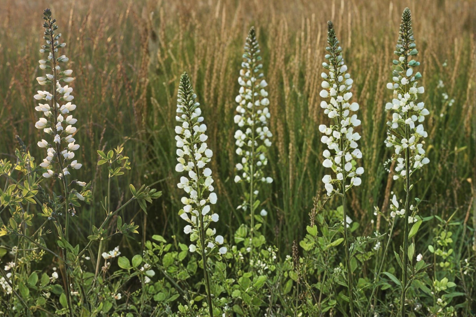 White Wild Indigo Seeds - 15 Baptisia alba - Herbaceous Perennial with White Flowers & Blue-Green Foliage for Prairie Gardens