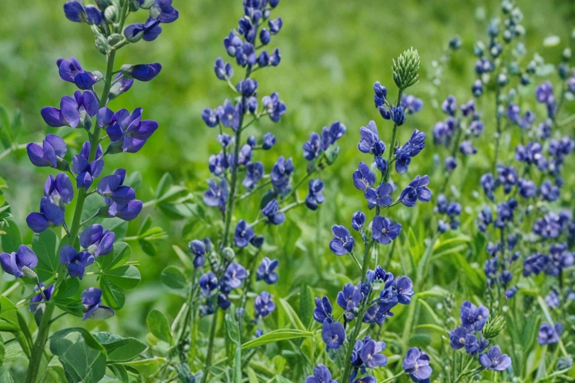 Blue Wild Indigo Seeds 15 Pack - Baptisia australis - Deep Blue Violet Flowers, Herbaceous Perennial, Prairie & Border Plant