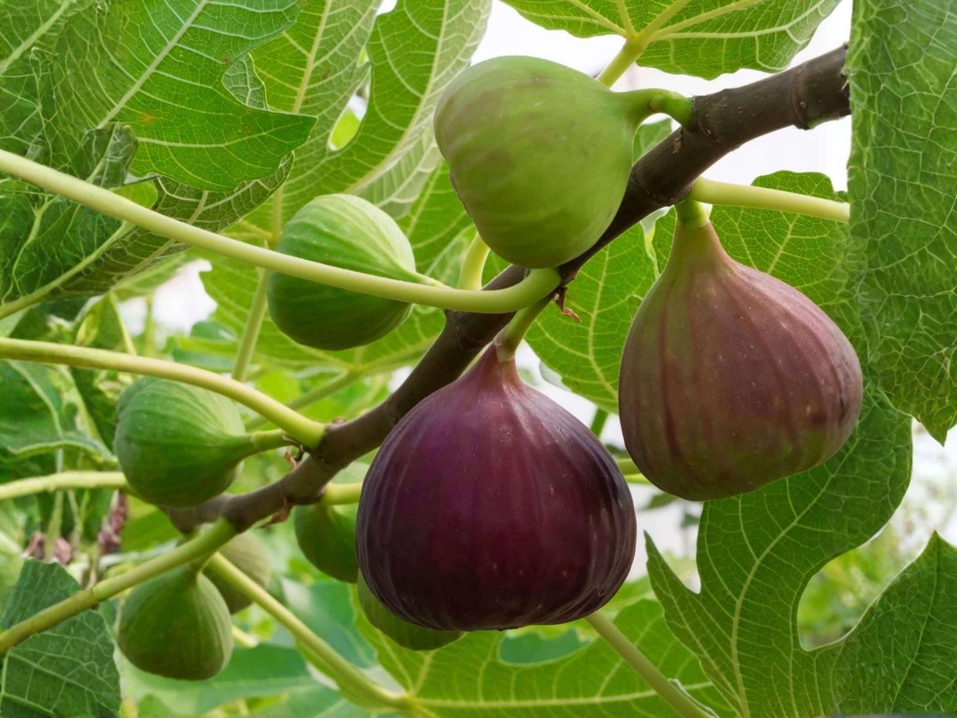 Brown Turkey Fig Cuttings 6 Inch Edible Fruit Tree Ficus carica - 3 Unrooted Hardwood Cuttings for Home Garden