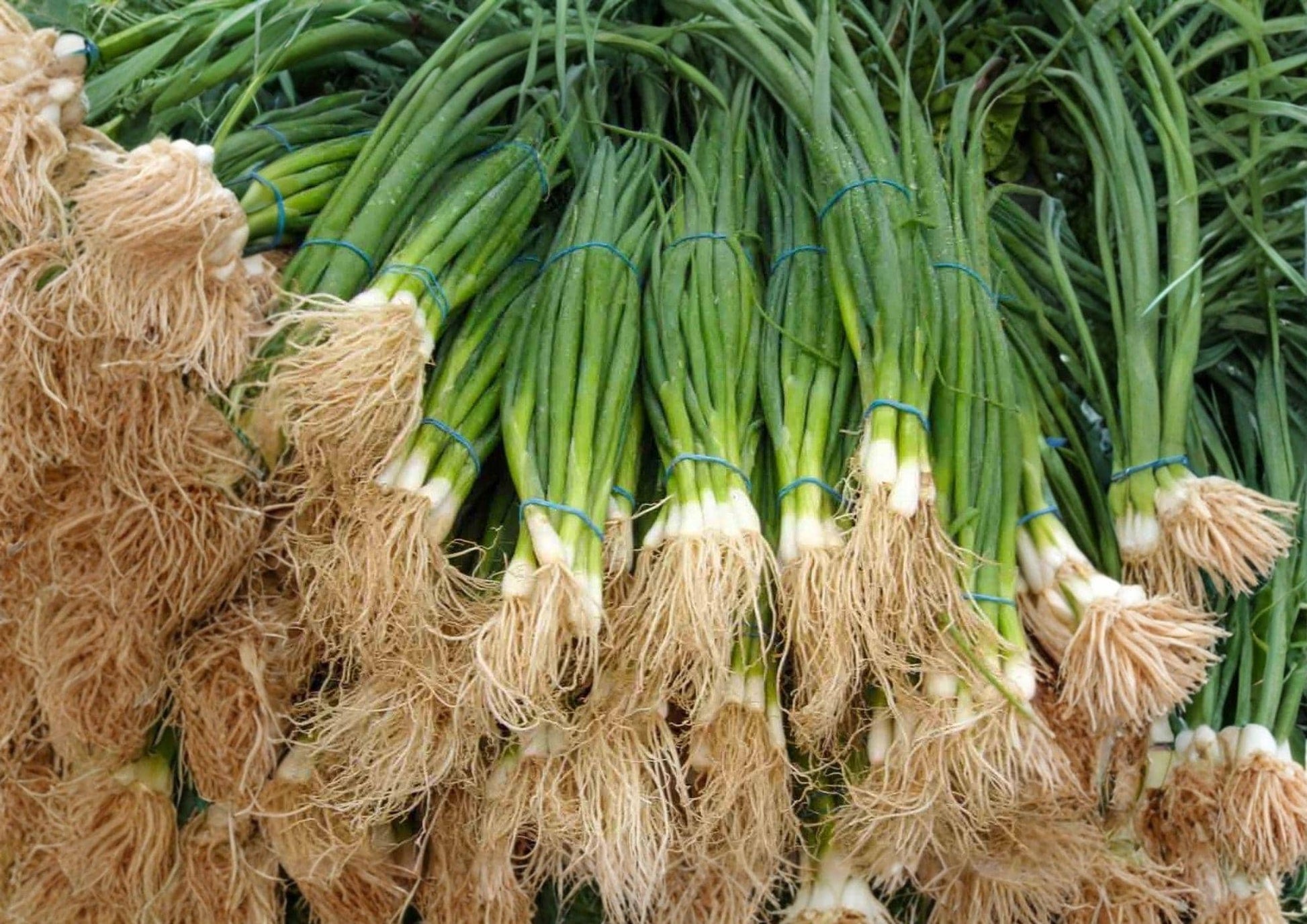 White Lisbon Onion Seeds - 250+ Heirloom Non-GMO Bunching Scallion Seeds for Garden Planting - Mild Flavor Fast Growing