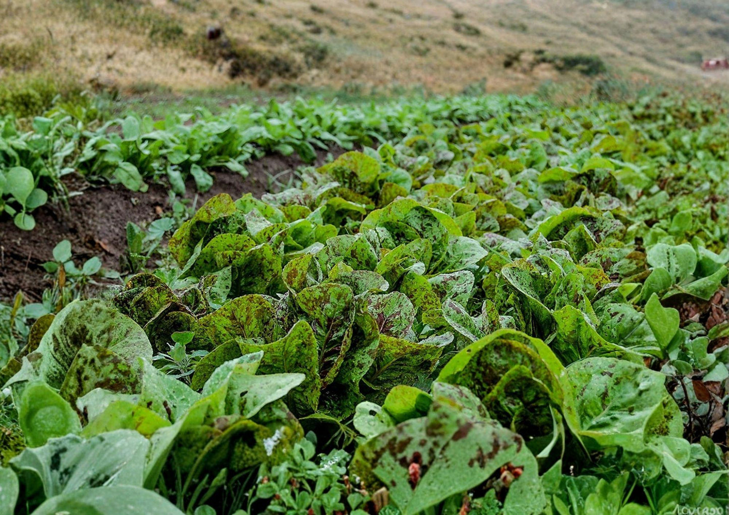 500+ Heirloom Organic Prizehead Leaf Lettuce Seeds - Non GMO Red Green Loose Leaf Vegetable Seeds for Garden Planting