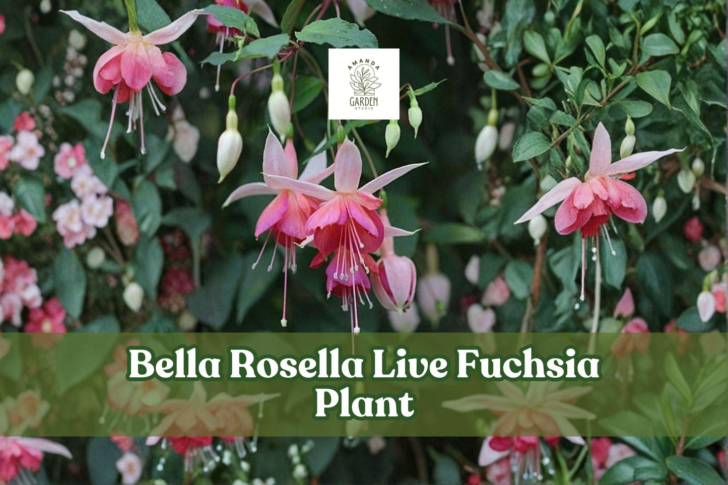 Live Fuchsia Plant - Bella Rosella Starter Plant for Hanging Baskets & Containers - Hummingbird Flower (Fuchsia)