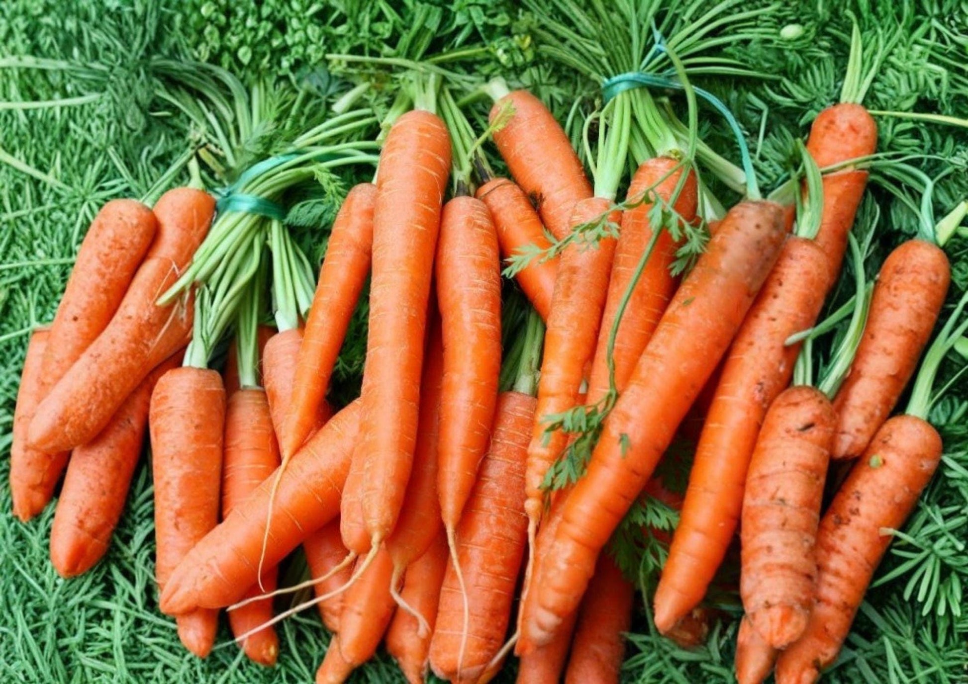 Tendersweet Carrot Seeds - 500+ Heirloom Vegetable Seeds, Sweet Long Orange Carrots, High Yield, Crisp Texture - Daucus carota