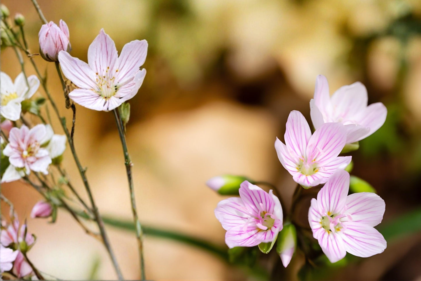 Spring Beauty Seeds (20) - Claytonia virginica - Delicate Native Wildflower for Woodland Gardens and Pollinators