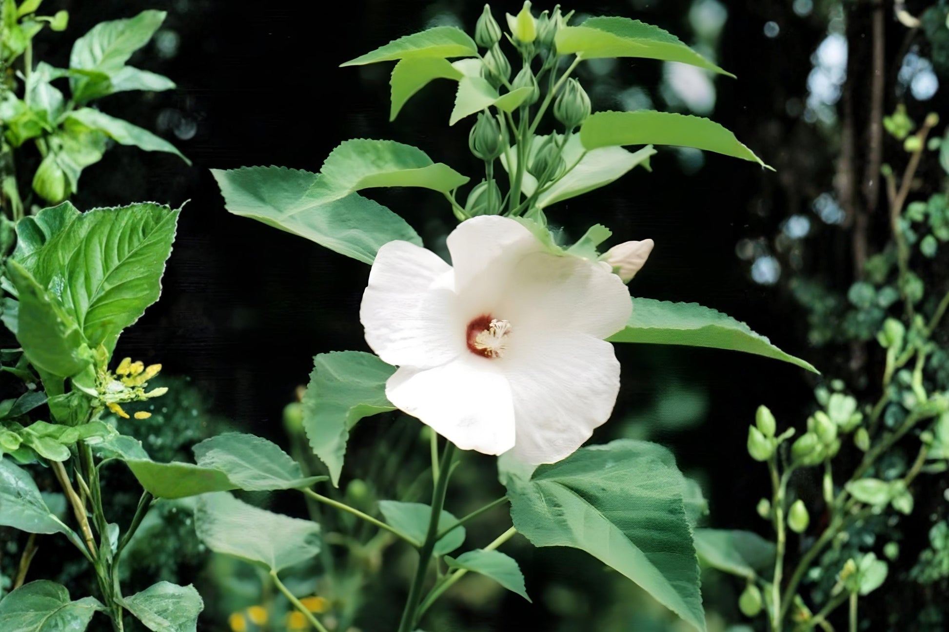 Woolly Rose Mallow Seeds (25) - Native Hibiscus, Soft Pink to White Blooms, Hibiscus lasiocarpos, Pollinator Friendly