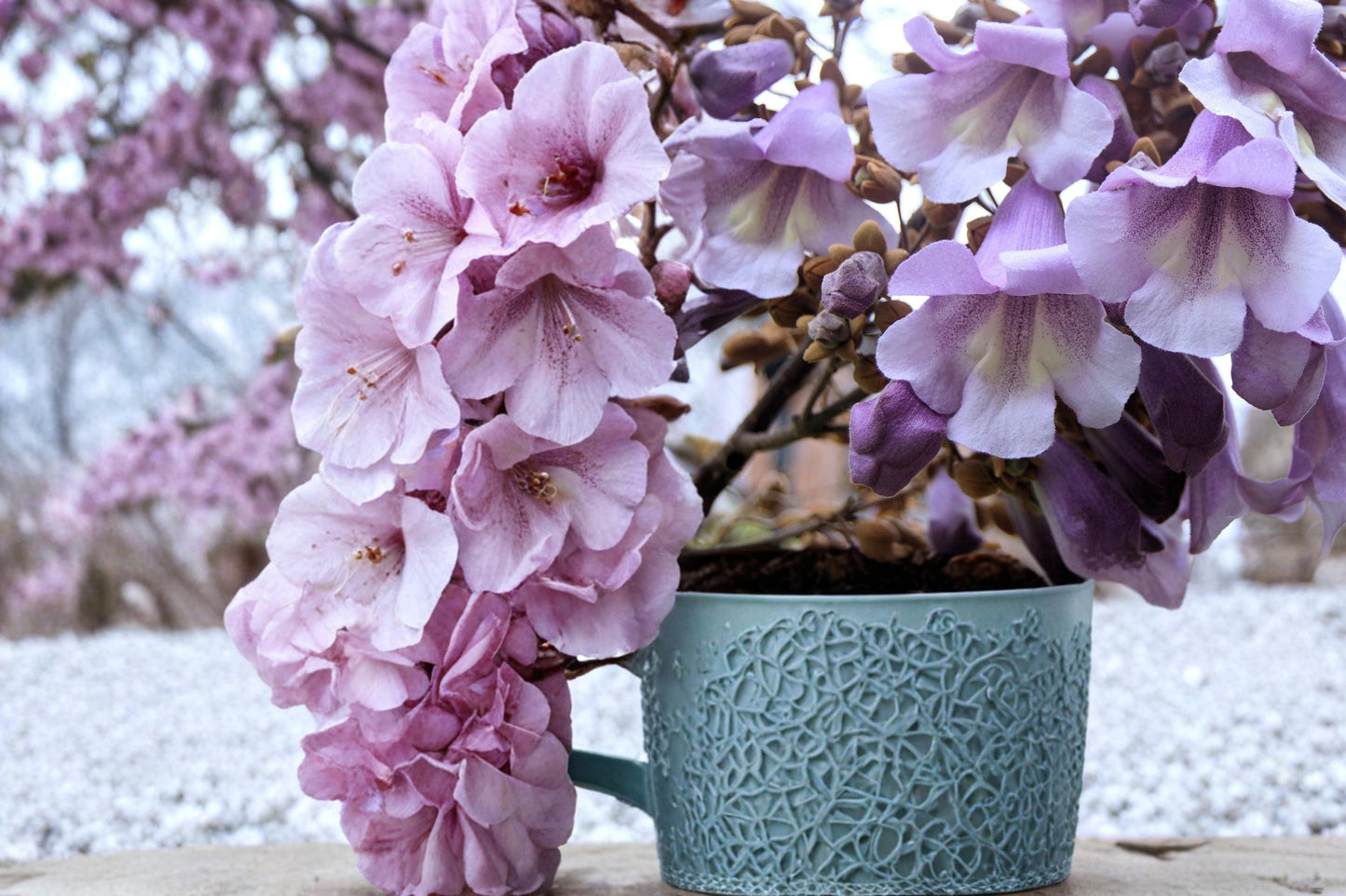 Empress Tree Seeds 100 Count - Paulownia tomentosa - Fast-Growing Hardwood for Outdoor Planting, Deciduous Shade Tree