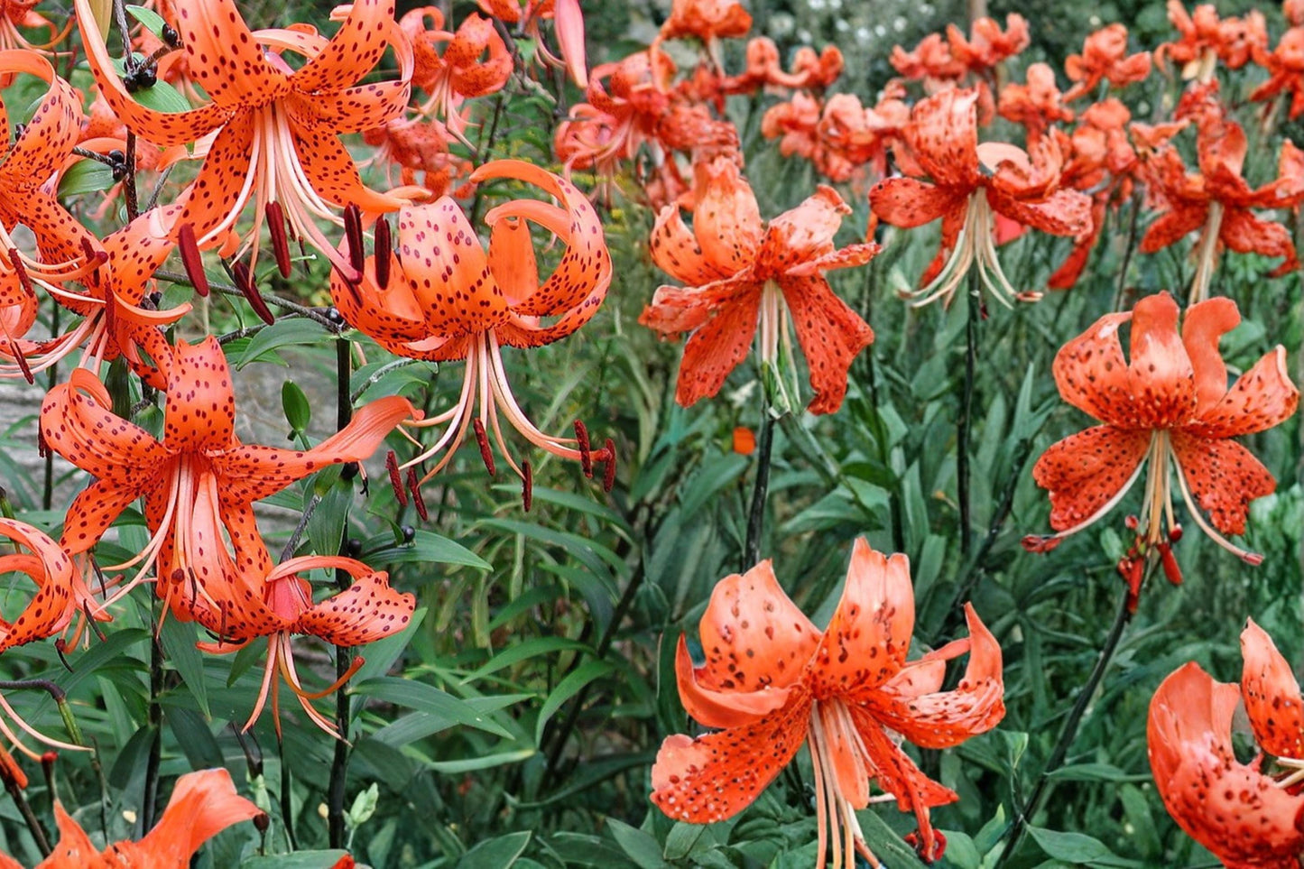 Tiger Lily Bulb - 1 Mixed Color Bulb - Lilium lancifolium Perennial Flower for Garden Planting