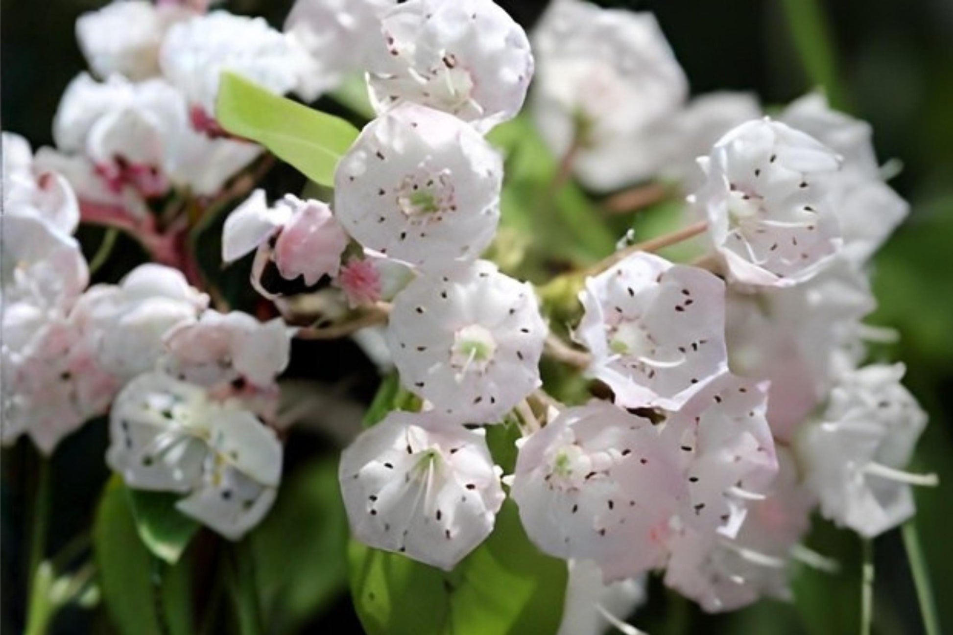 Mountain Laurel Seeds (100) - Kalmia latifolia - Native Evergreen Shrub with Pink to White Flowers for Woodland Gardens