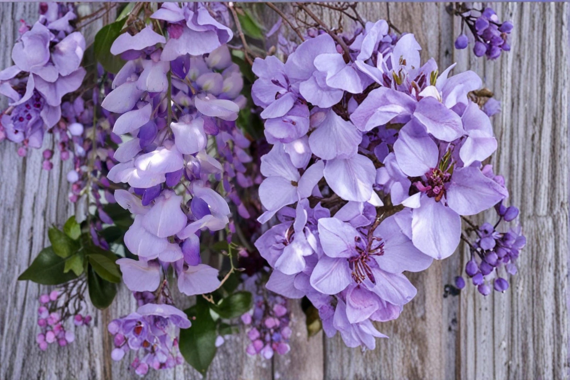 Purple Wisteria Seeds - 10 Pack - Wisteria sinensis Flowering Vine for Bonsai & Garden - Cascading Purple Blooms