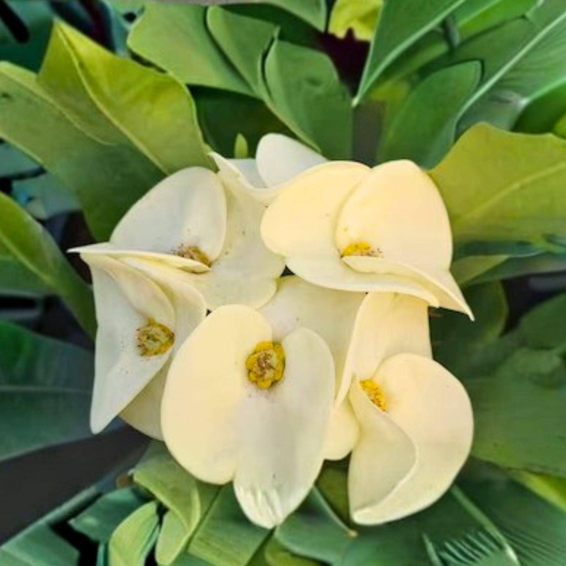 Euphorbia milii White Crown of Thorns Cutting – Bicolor Succulent Starter Plant with White Flowers and Yellow Center