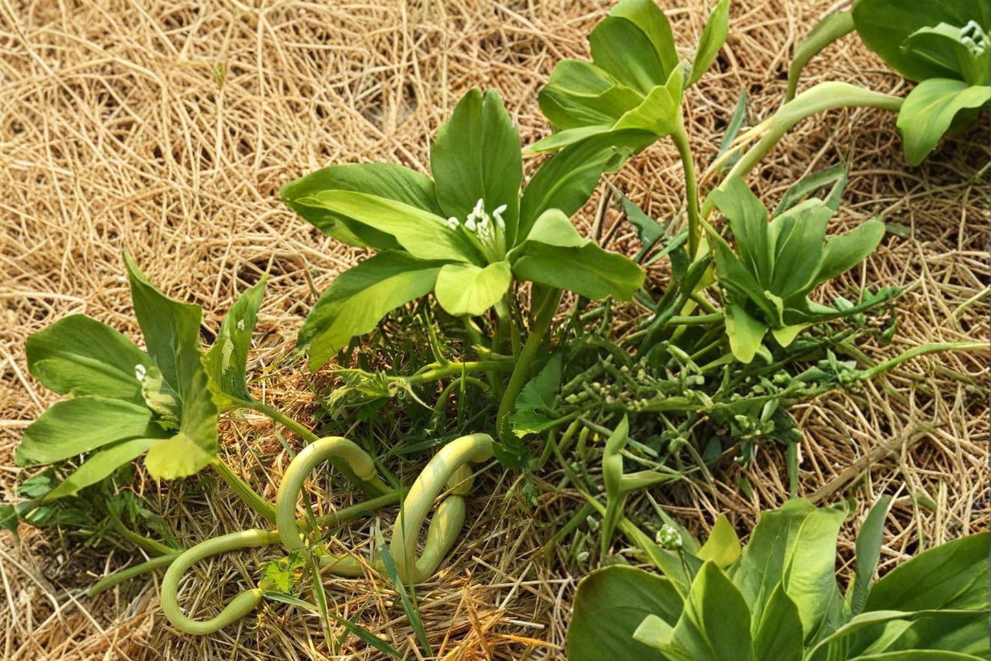 Tromboncino Squash Seeds (20) - Cucurbita moschata, Vining Vegetable for Home Garden, Unique Long Curved Fruits