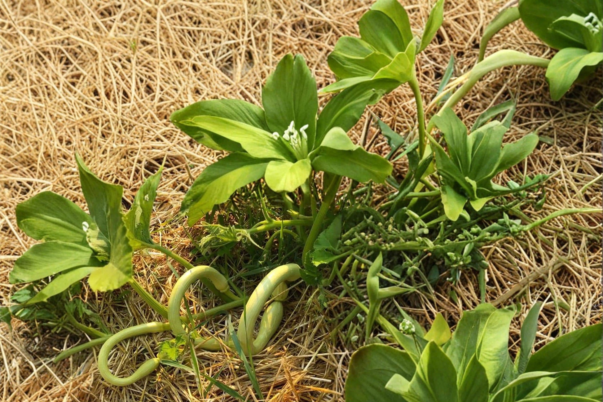 Tromboncino Squash Seeds (20) - Cucurbita moschata, Vining Vegetable for Home Garden, Unique Long Curved Fruits