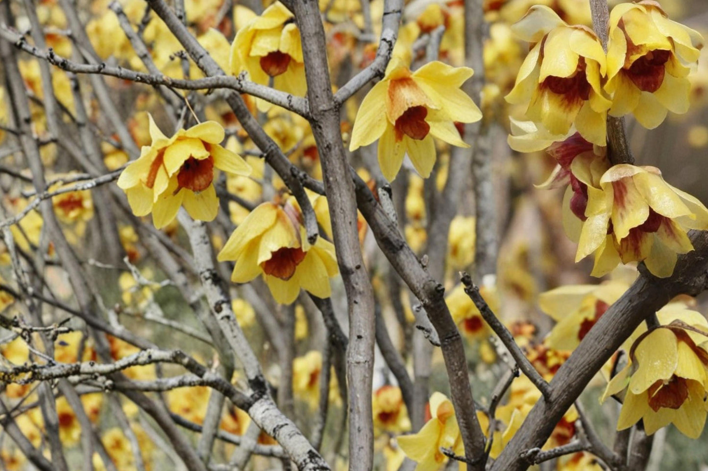 Wintersweet Seeds 30 Count - Chimonanthus praecox Fragrant Deciduous Shrub with Pale Yellow Blooms for Garden Planting