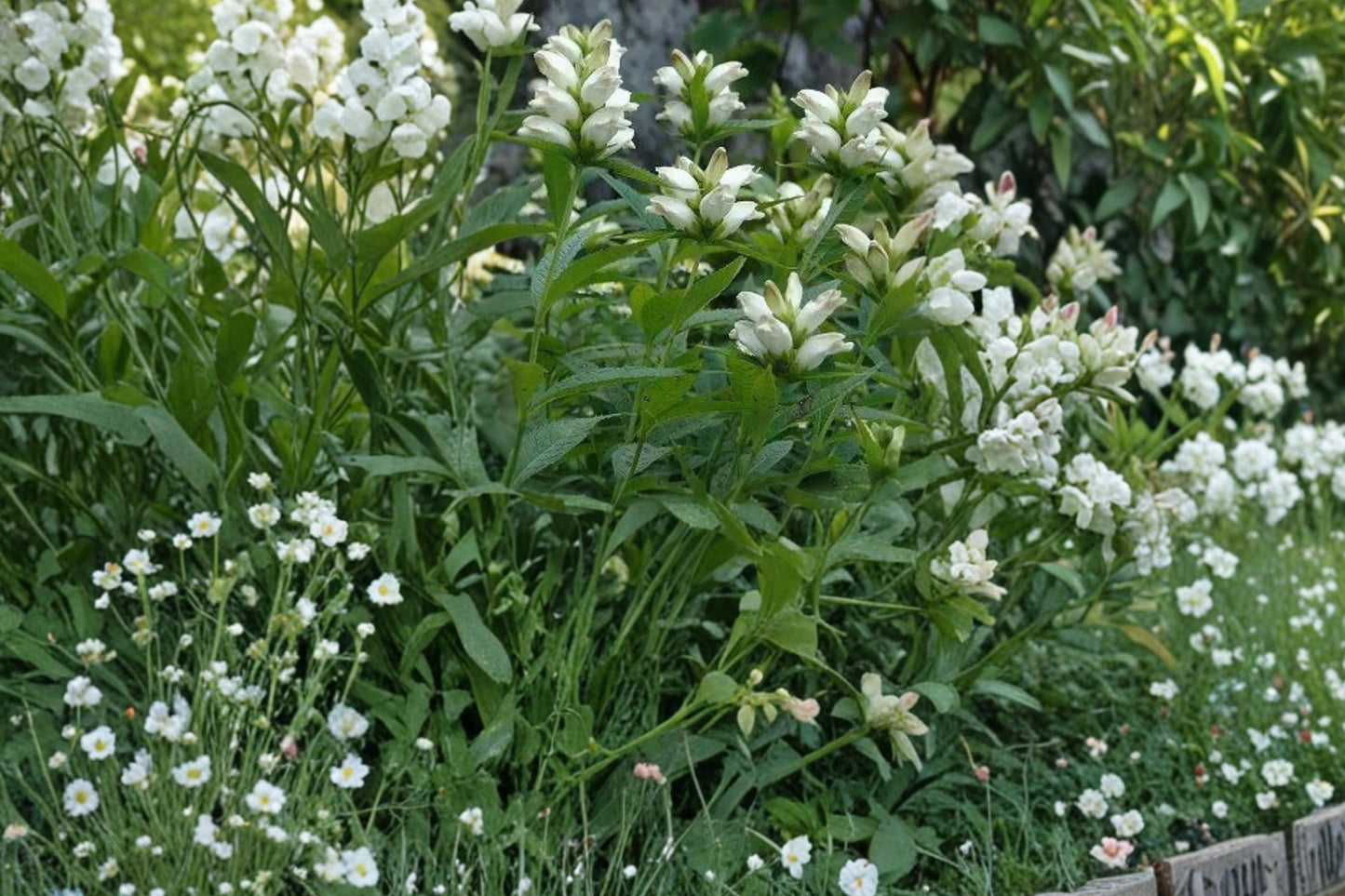 White Turtlehead Seeds - 50 Count - Chelone glabra - Native Perennial with White Flowers for Wetland Gardens