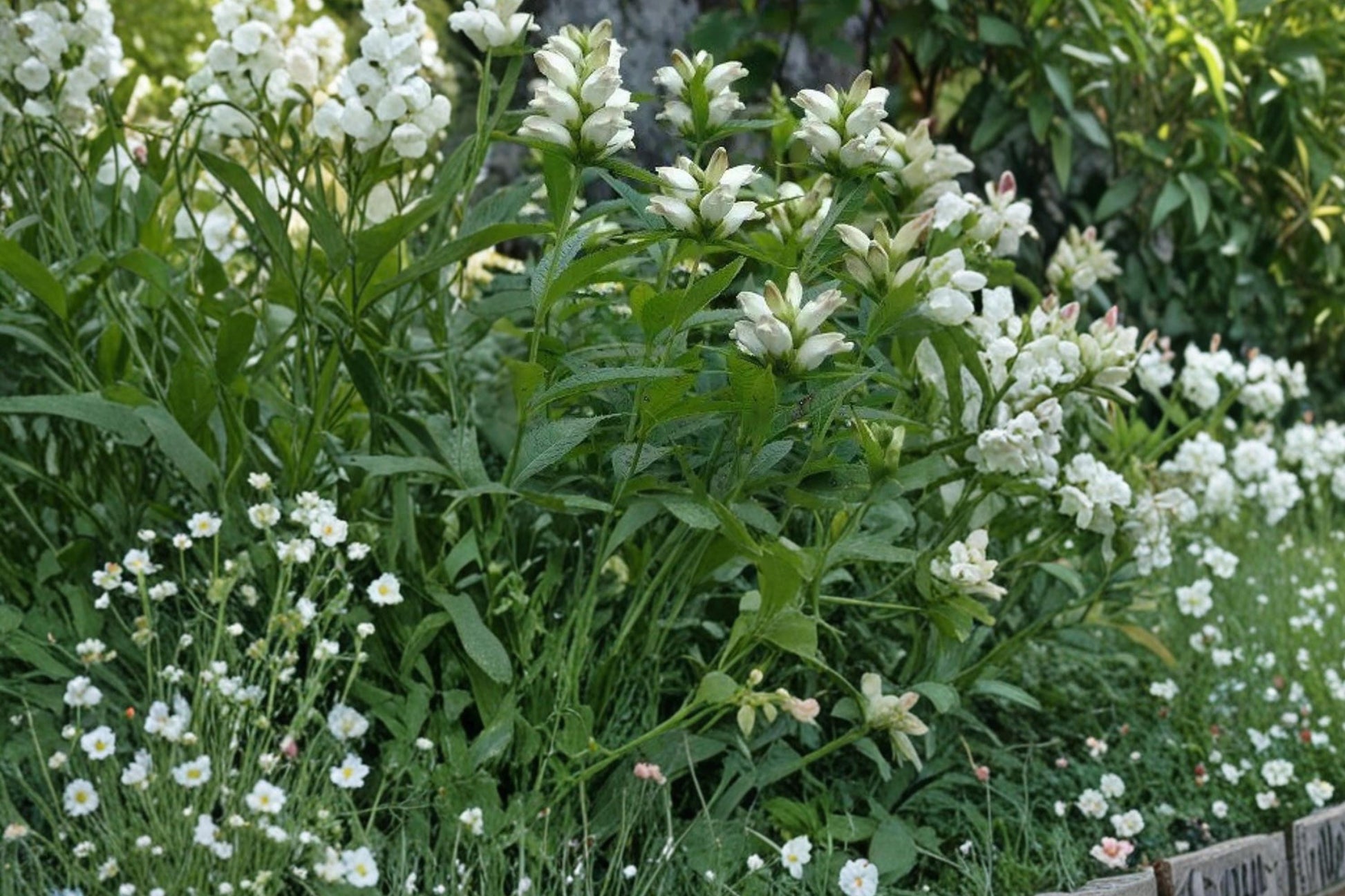 White Turtlehead Seeds - 50 Count - Chelone glabra - Native Perennial with White Flowers for Wetland Gardens