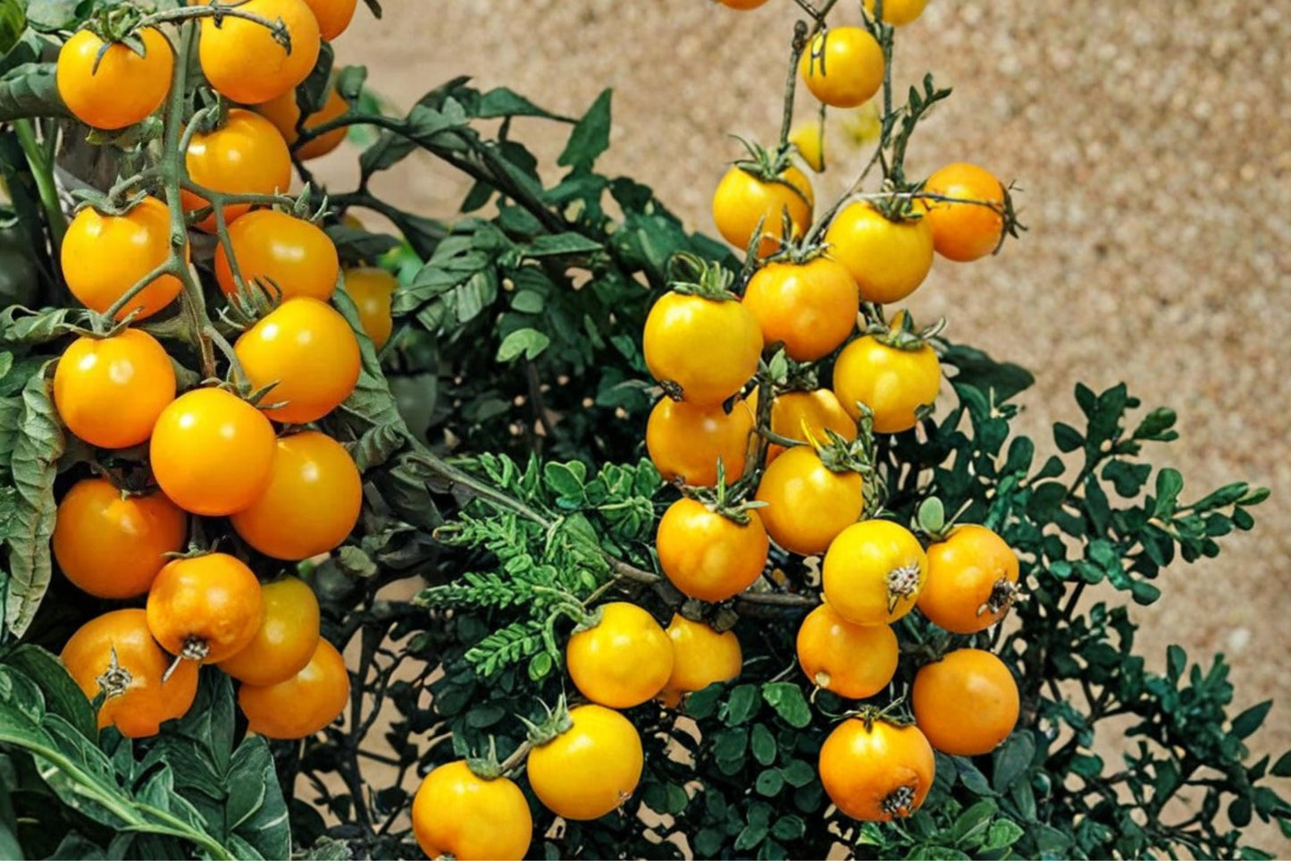 Yellow Tomato Seeds 50+ Pack - Golden Fruit Variety, Solanum lycopersicum - Ideal for Garden Beds & Containers