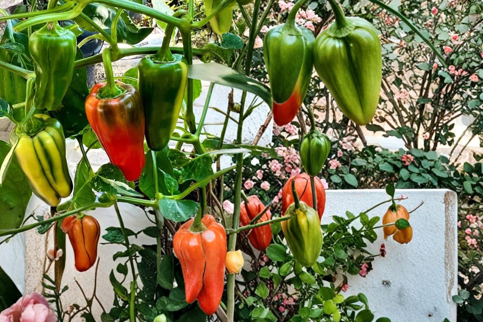 Candy Cane Cherry Pepper Seeds - 10 Variegated Capsicum annuum Seeds for Planting, Striped Fruit, Edible & Ornamental Pepper Plant