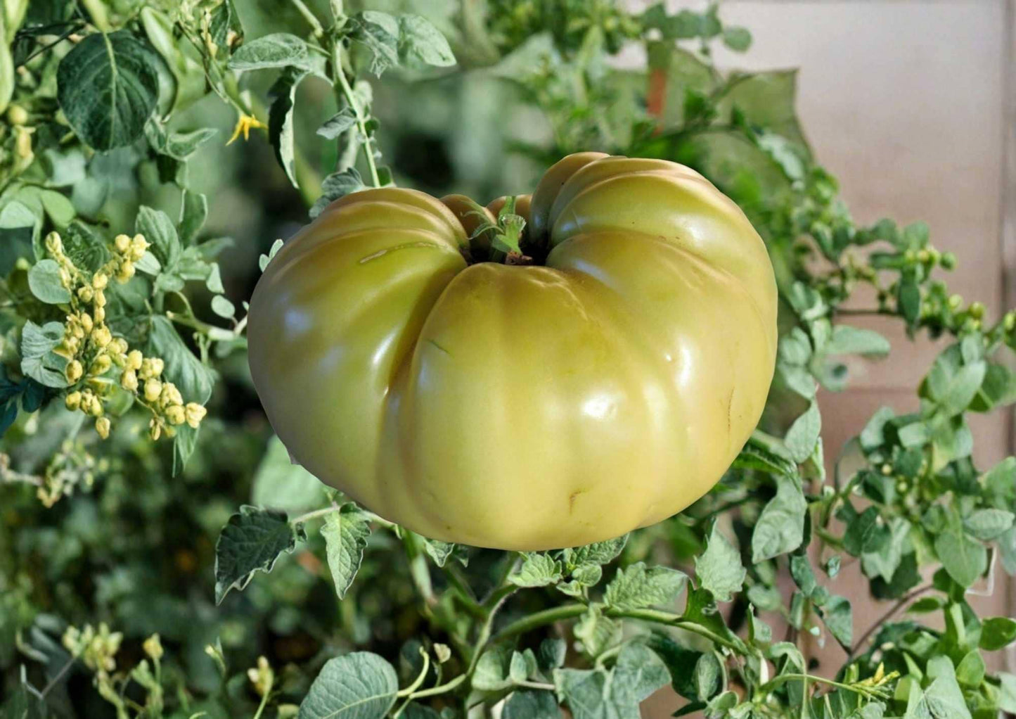 Great White Tomato Seeds - 30+ Heirloom Non-GMO Rare Beefsteak Seeds for Garden Planting - Large Pale Cream Sweet Variety