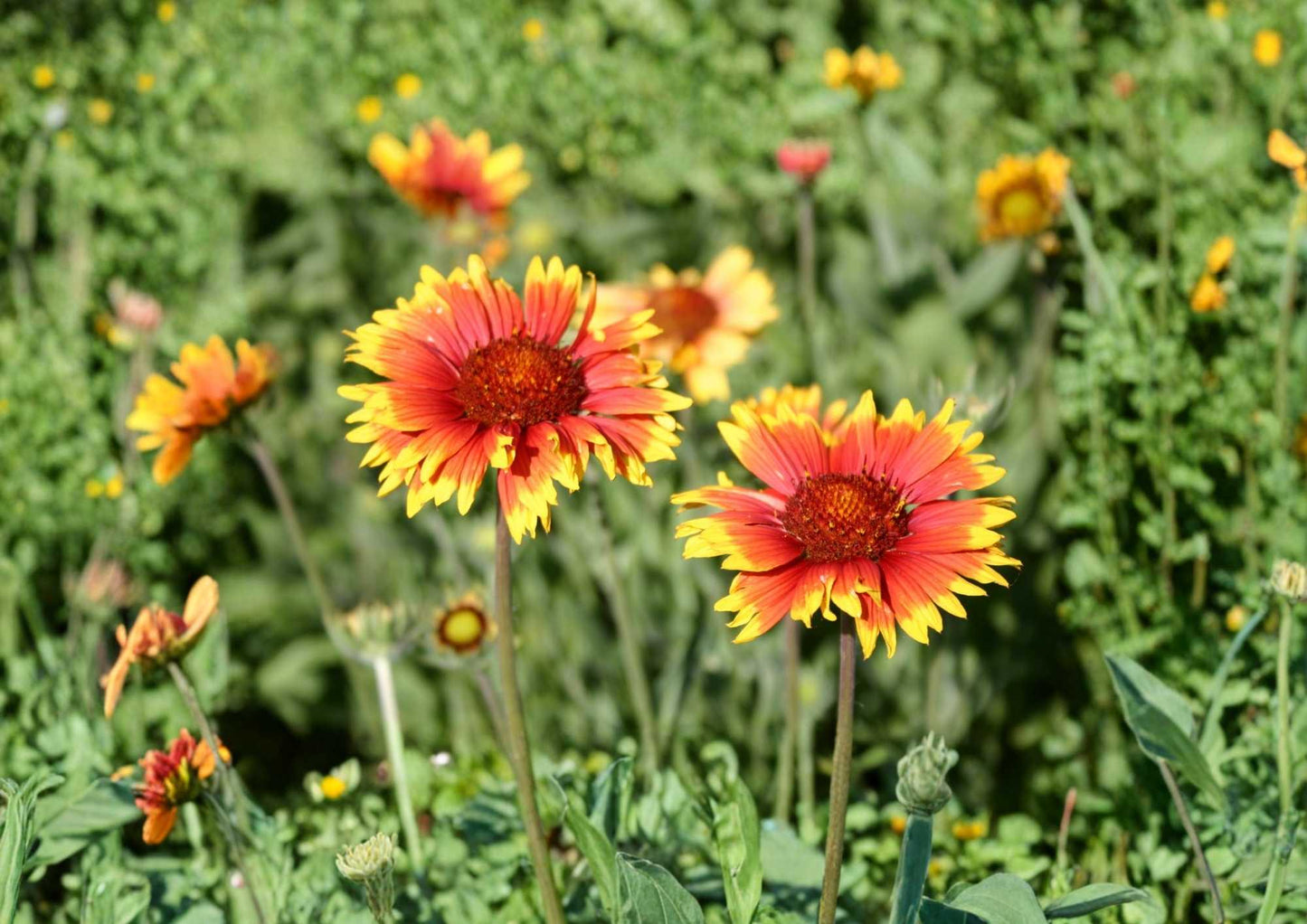Indian Blanket Flower Seeds - 25+ Rare Gaillardia Perennial Seeds for Garden Planting, Drought Tolerant, Red Yellow Blooms