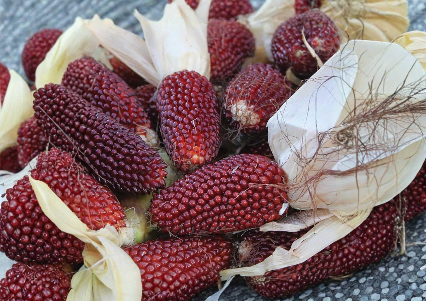 30+ Heirloom Organic Ruby Corn Seeds, Rare Deep Red Sweet Decorative Edible Variety (Zea mays) for Garden Planting