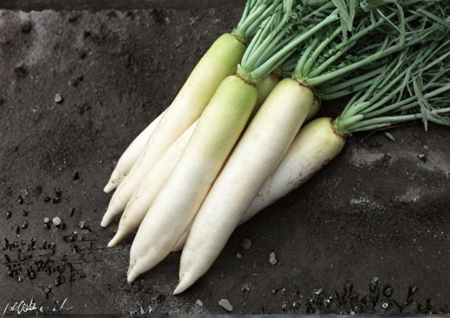 300+ White Icicle Radish Seeds - Heirloom Organic Non-GMO Long White Radish - Mild Crisp Flavor - Fast Growing Vegetable Seeds
